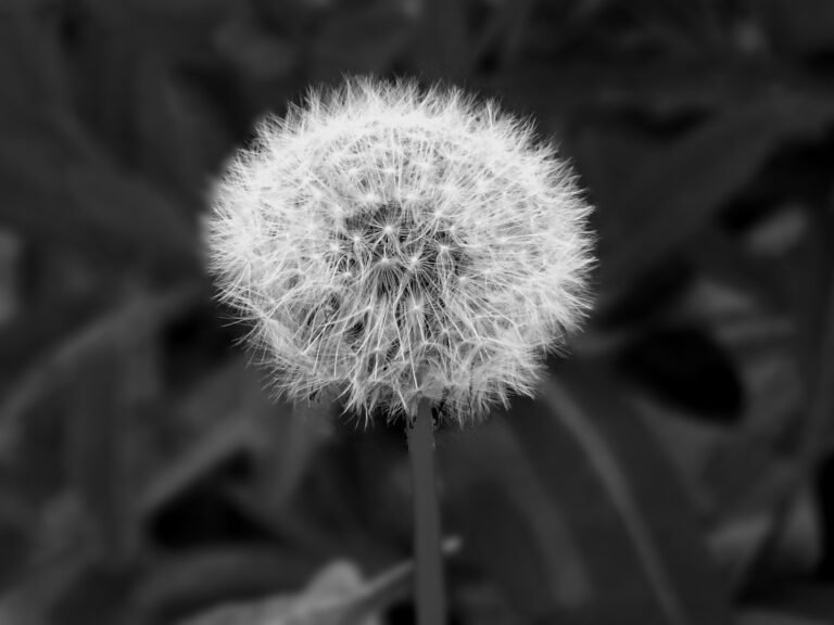 A detailed black and white macro shot capturing the delicate structure of a dandelion seedhead.